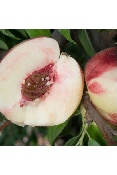 Нектарин Сноу Квін - білосніжна м’якоть плоду